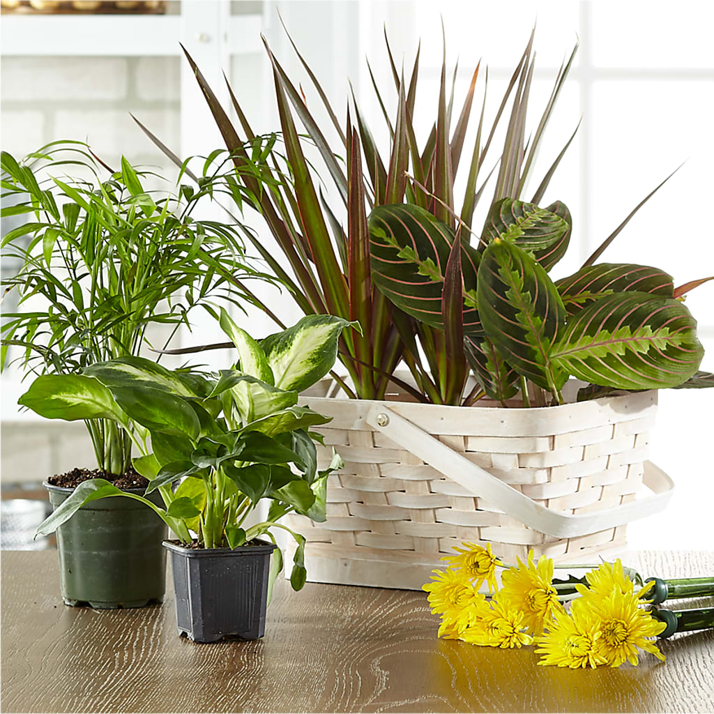Florist Designed Blooming and Green Plants in a Basket – Bella Rose, Rialto CA