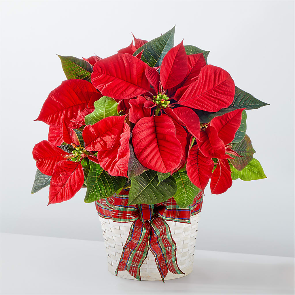 Happiest Holidays Poinsettia – Bella Rose, Rialto CA