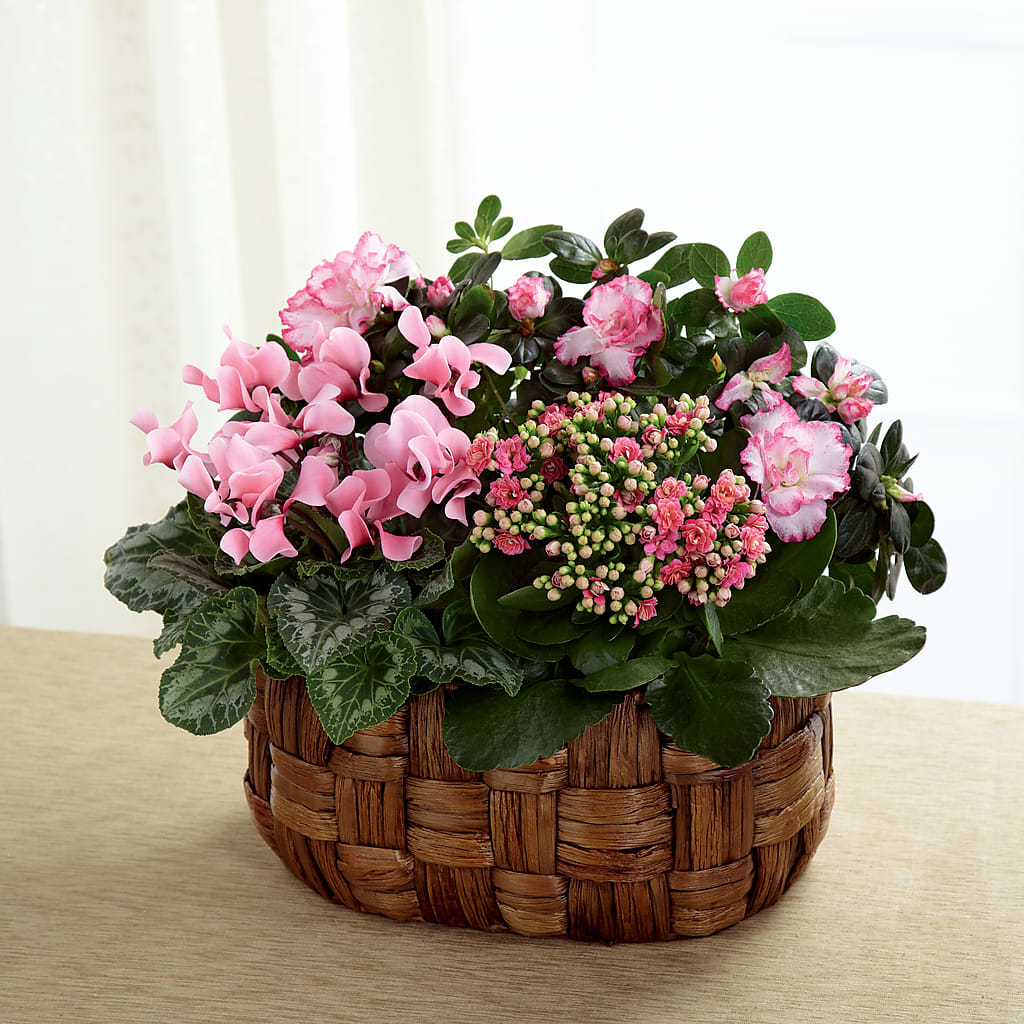 Pink Assortment – Bella Rose, Rialto CA