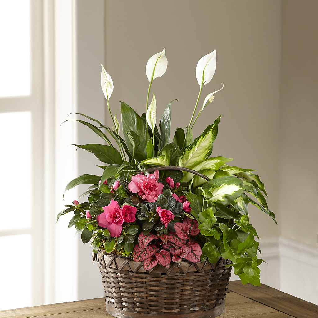 Dream in Pink Dishgarden – Bella Rose, Rialto CA