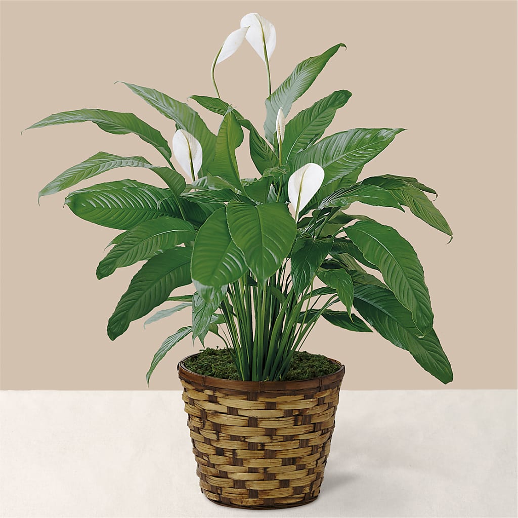 Tranquil Moments Peace Lily Plant – Bella Rose, Rialto CA