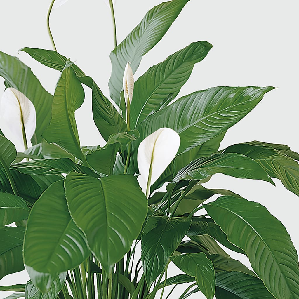 Tranquil Moments Peace Lily Plant – Bella Rose, Rialto CA