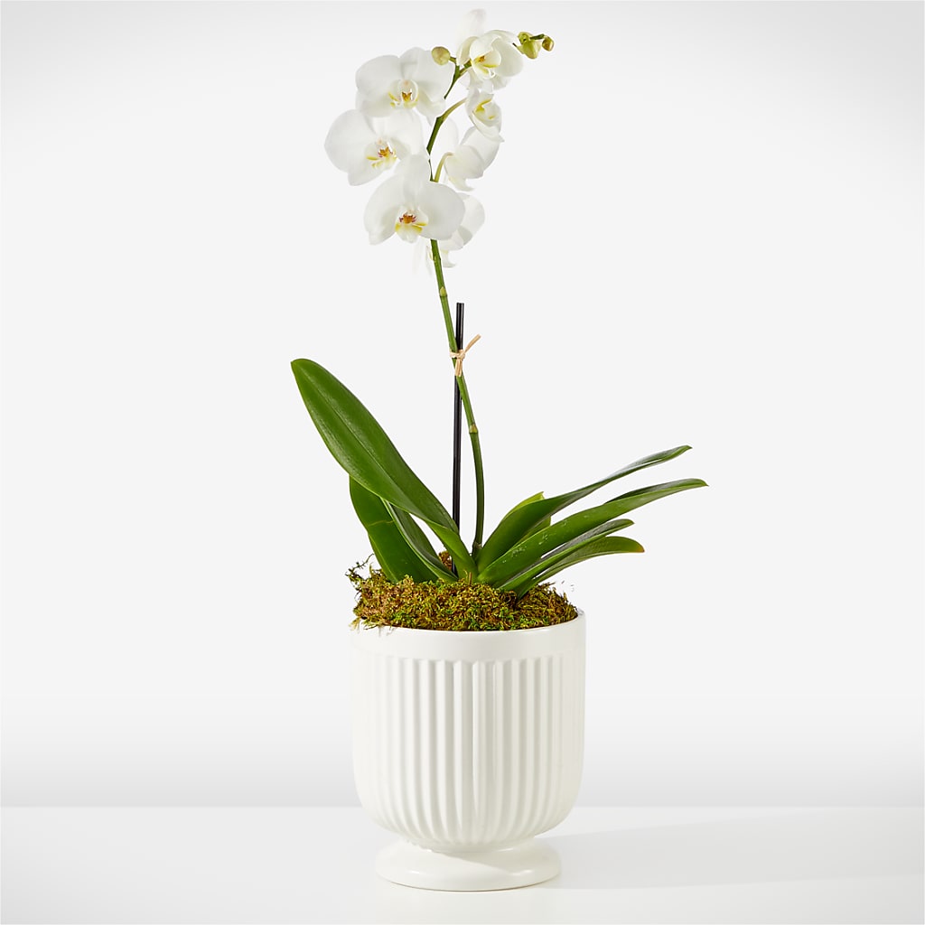Whispering White Orchid – Bella Rose, Rialto CA