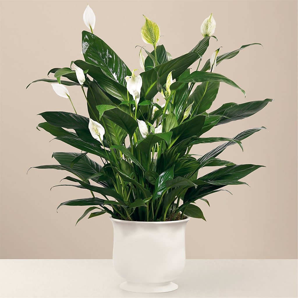 Comfort Planter – Bella Rose, Rialto CA