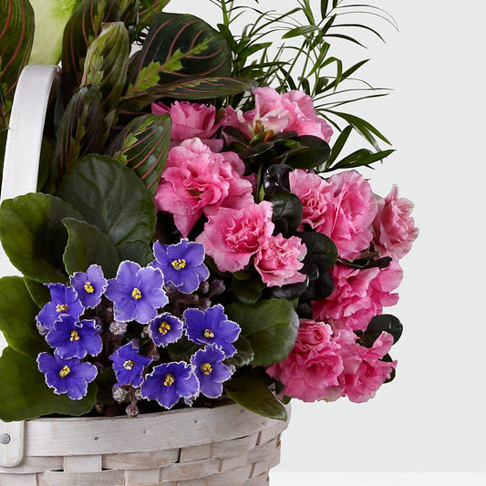 Peaceful Garden Planter – Bella Rose, Rialto CA