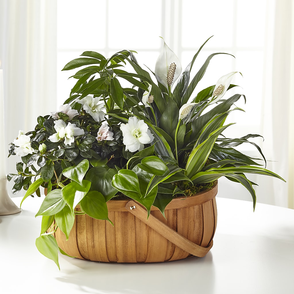 Serene Dishgarden – Bella Rose, Rialto CA