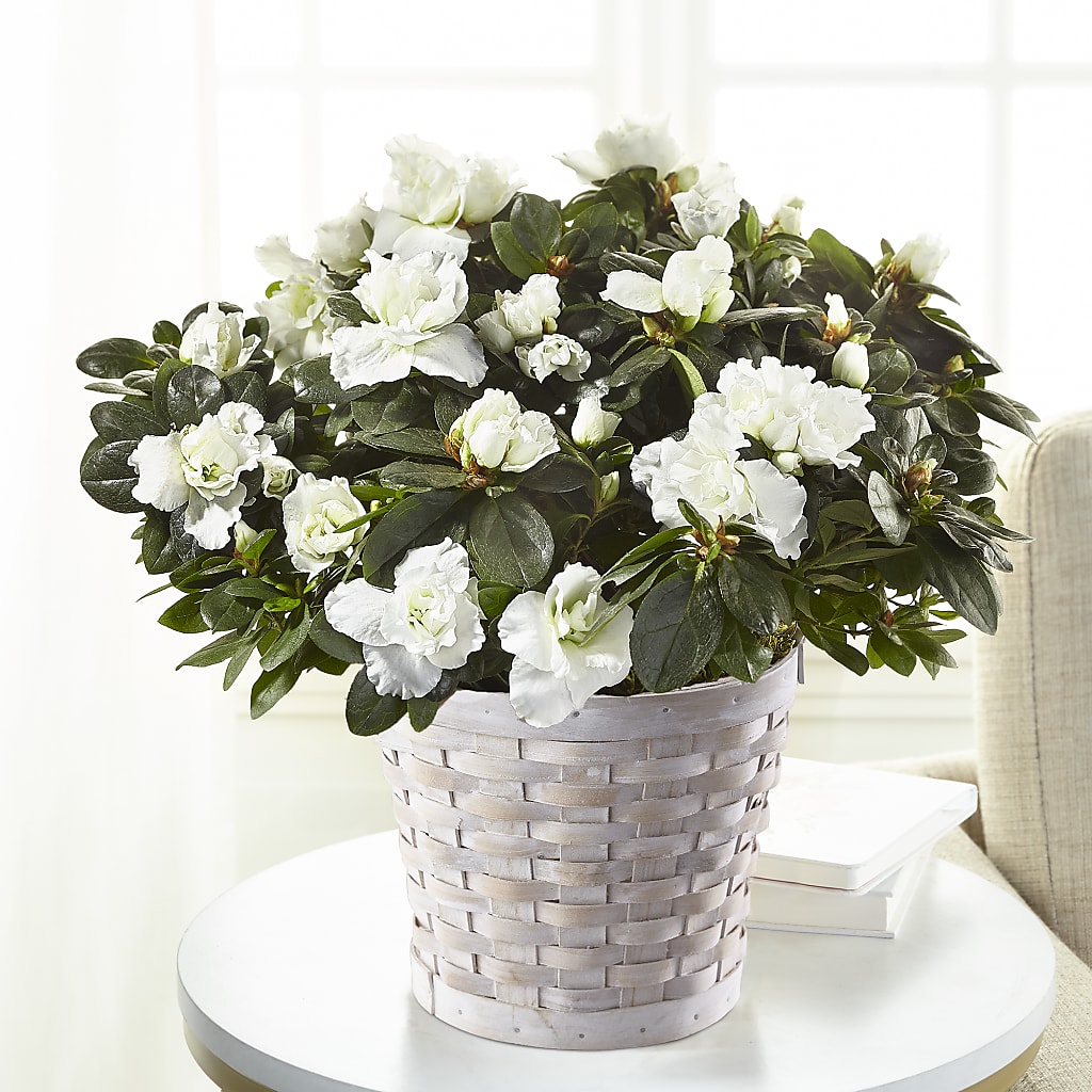 White Azalea Plant – Bella Rose, Rialto CA