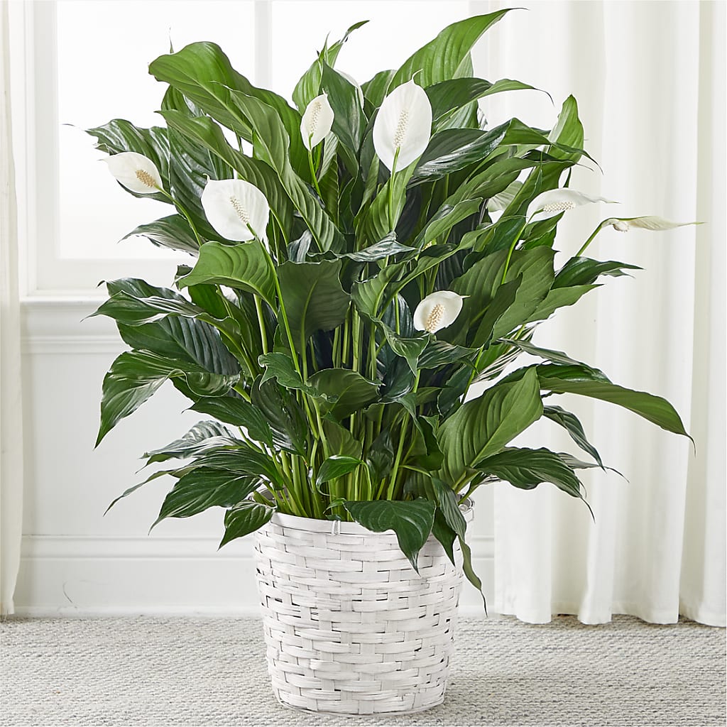 A New Leaf Peace Lily – Bella Rose, Rialto CA