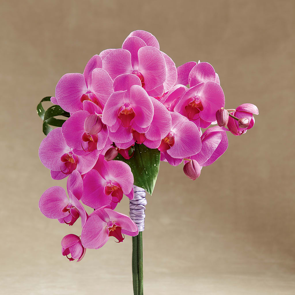 Glorious Bouquet – Bella Rose, Rialto CA