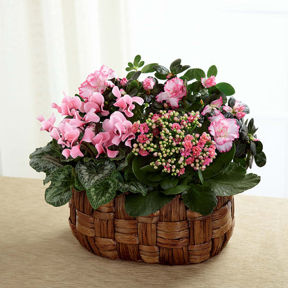 Pink Assortment –  Bella Rose, Rialto CA