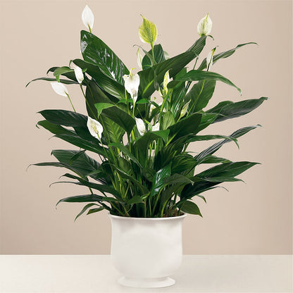 Comfort Planter –  Bella Rose, Rialto CA