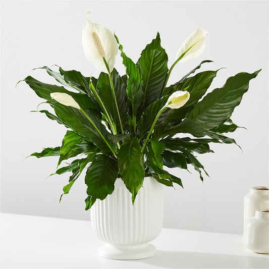 Comfort Planter –  Bella Rose, Rialto CA