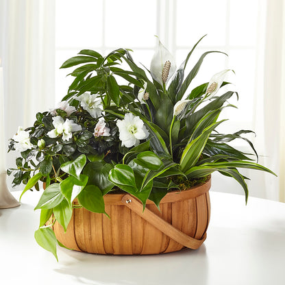 Serene Dishgarden –  Bella Rose, Rialto CA