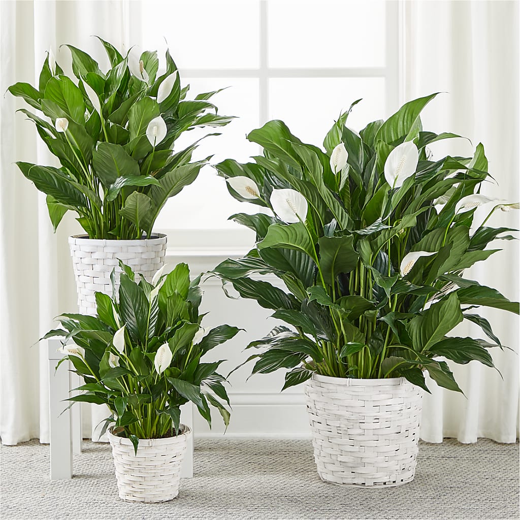 A New Leaf Peace Lily –  Bella Rose, Rialto CA